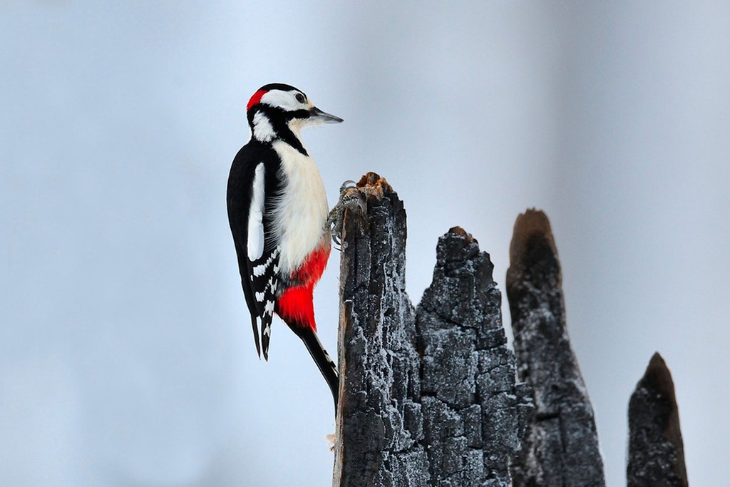 Aller observer les oiseaux