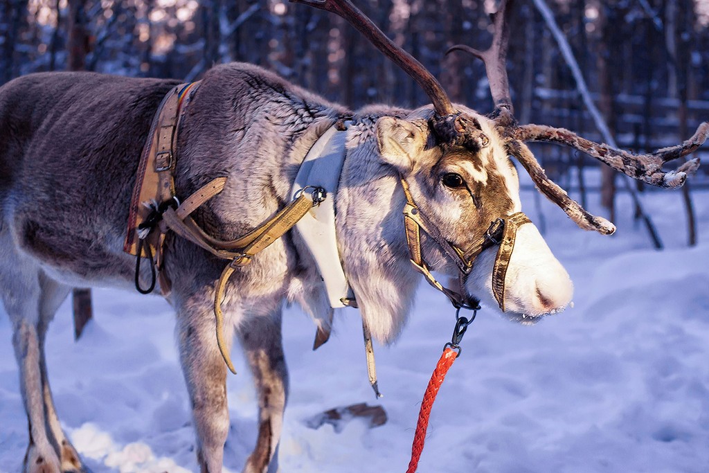 La visite de Nutti Sámi Siida